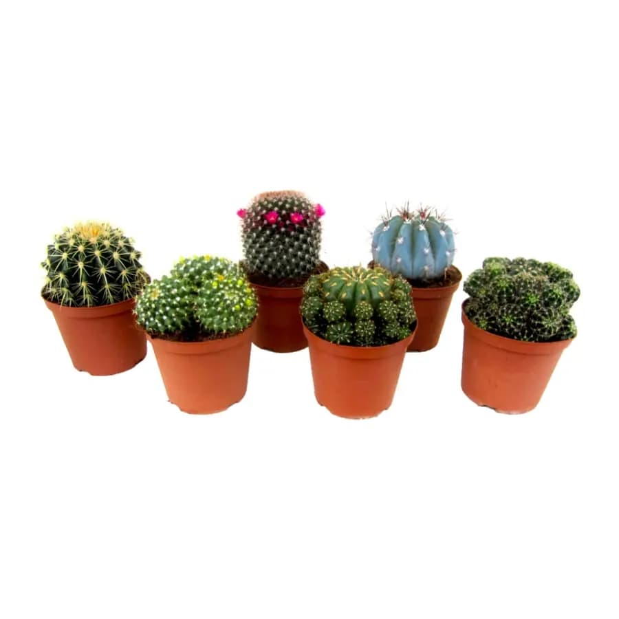 MINI MACETERO C CACTUS X5 559